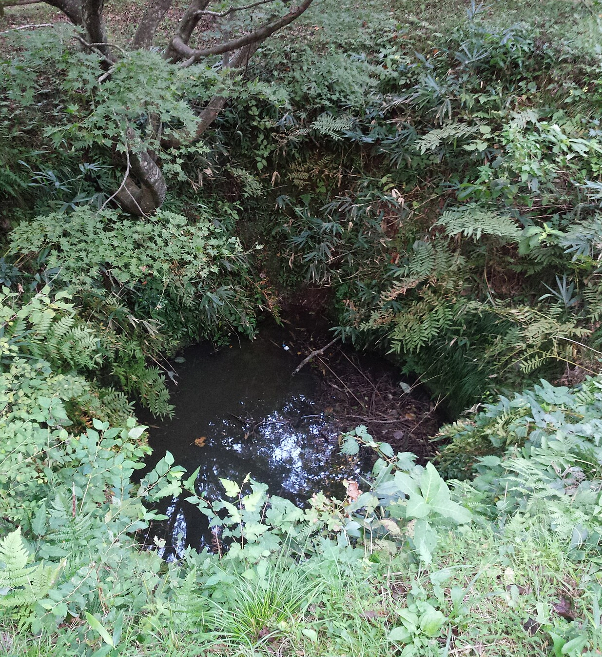 Well Circle of 春日山城跡 Kasugayama-jō Ato, 謙信 Kenshin’s castle